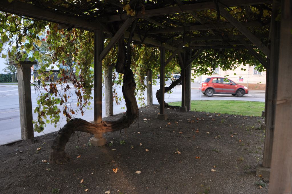 Datei:Die Laube im Sommer 2017.JPG