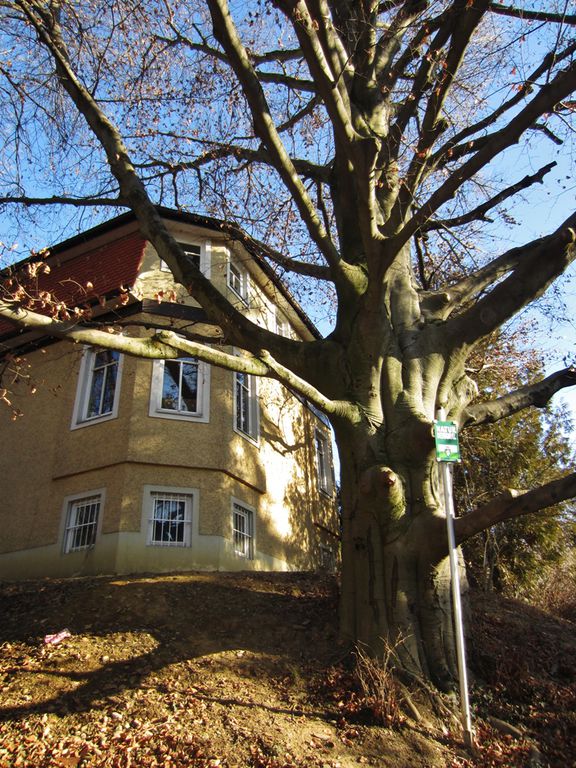 Datei:Hilmteichstraße 26, Naturdenkmal.JPG
